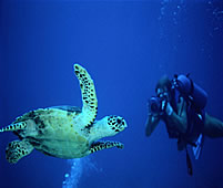 10 Days Zanzibar Diving Holiday