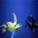 Zanzibar Diving Activities
