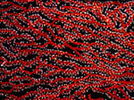 Coral Fan