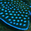 Fish fin