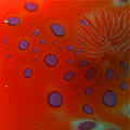 Nudi