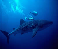 12 Days Zanzibar Diving Holiday